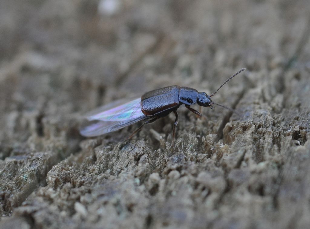 Staphylinidae Omaliinae da identificare